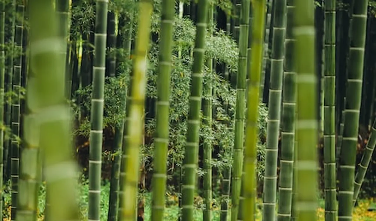 bamboo who image