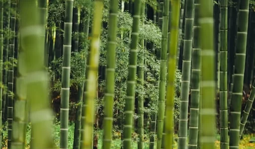 bamboo who image