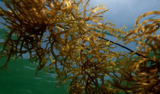 Meeting the Macroalgae