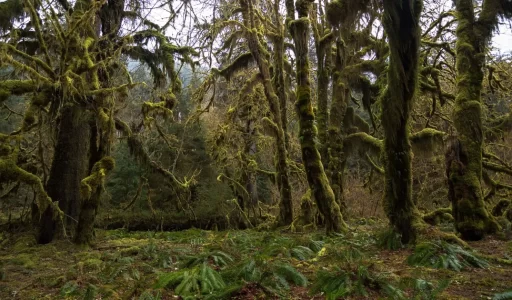 Reaching Global Zero: Temperate Rainforests