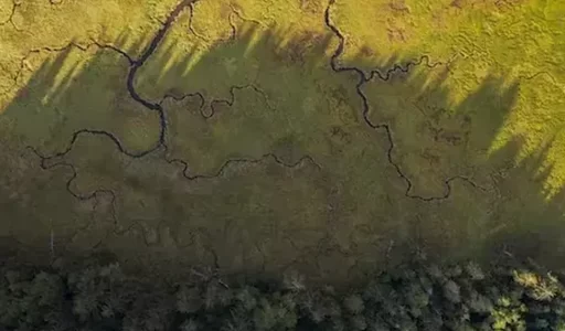 Science and Storytelling: Wetlands