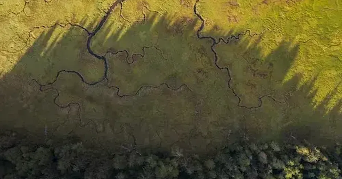 Science and Storytelling: Wetlands