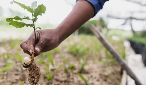 Tree Storage: The Carbon Cycle