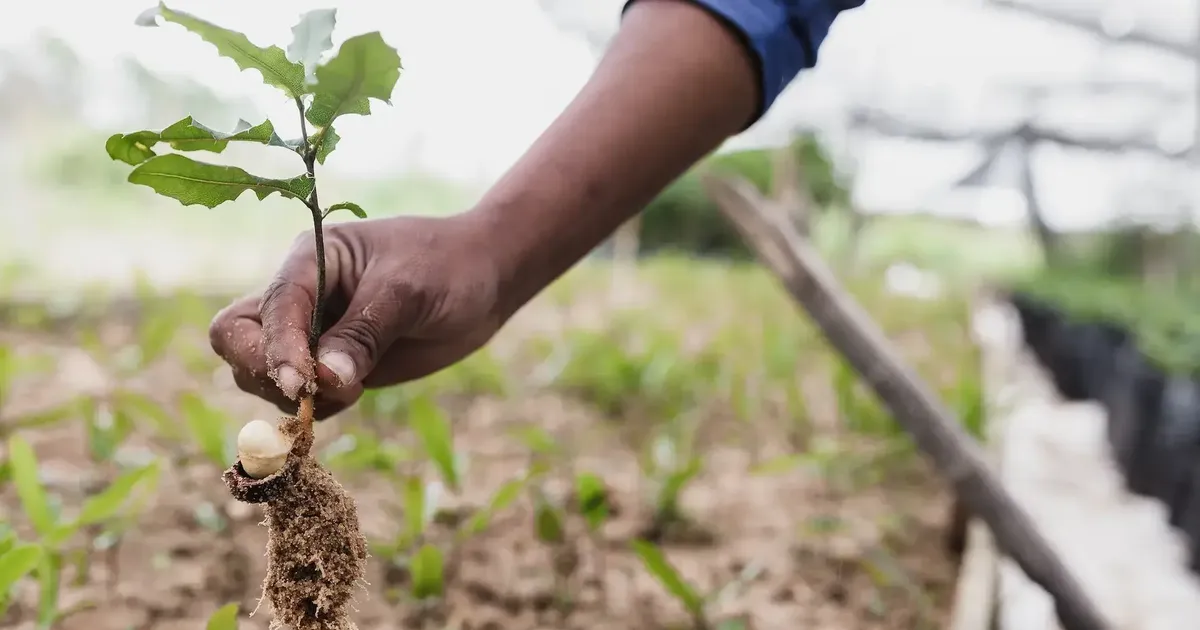 Tree Storage: The Carbon Cycle