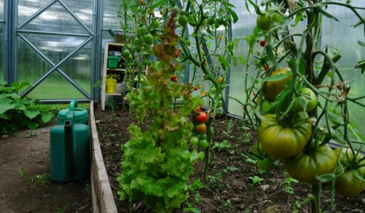 Tomatoes growing in a greenhouse