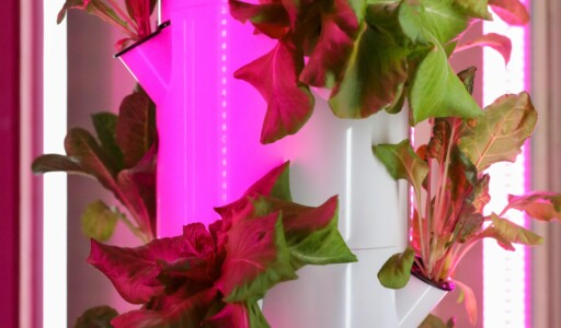 Hydroponic grown plants