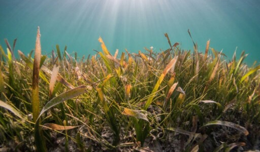 Seaweed underwater