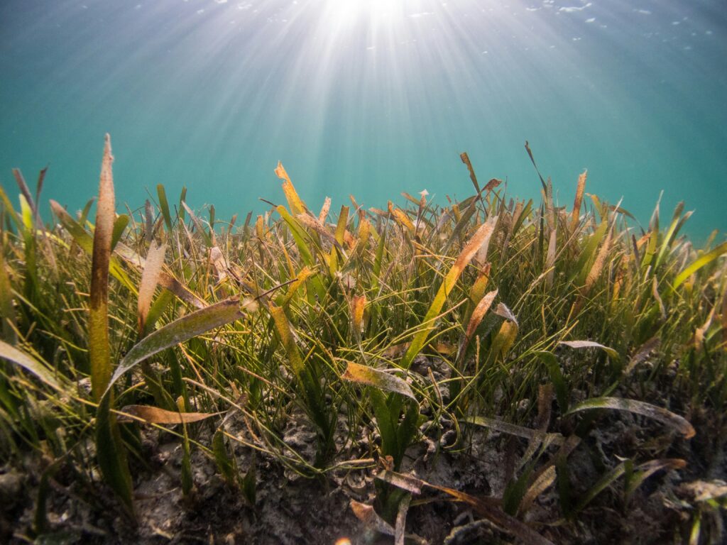 Seaweed underwater