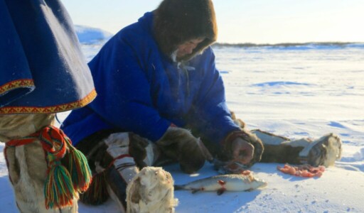 Man in blue jacket cleaning a fish outside in the North