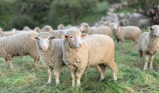 Sheep in a field