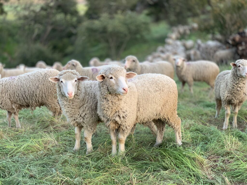 Sheep in a field